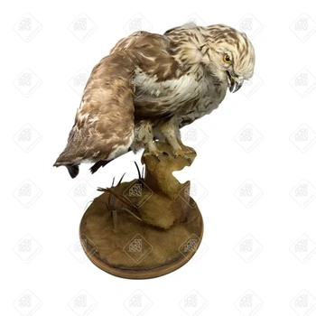 Чучело орла